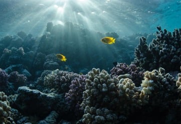 Photo of two fish swimming in a coral reef.