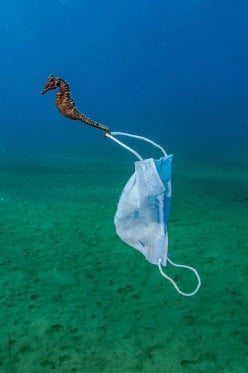 A seahorse that has anchored itself to a face mask. Covid waste is the biggest recent change in ocean waste.